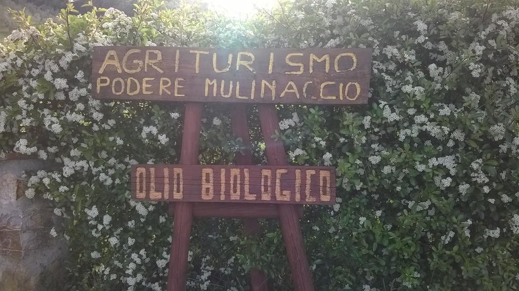 Agriturismo Podere Mulinaccio Ribolla Buitenkant foto